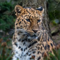 Amur-Leopard