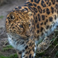 Amur-Leopard