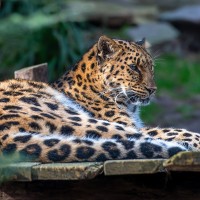 Amur-Leopard