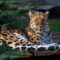 Amur-Leopard