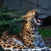 Amur-Leopard