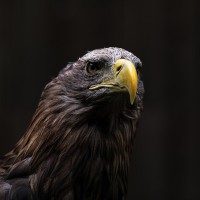 Seeadler
