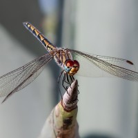 Gro&szlig;e K&ouml;nigslibelle