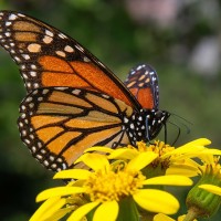 Monarchfalter