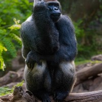 Gorilla
