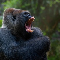 Gorilla