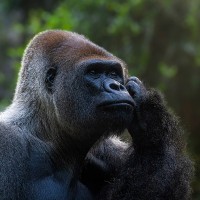 Gorilla