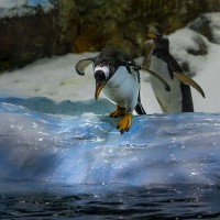 Eselspinguin