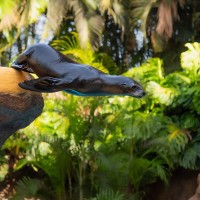 Kalifornischer Seel&ouml;we