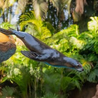 Kalifornischer Seel&ouml;we