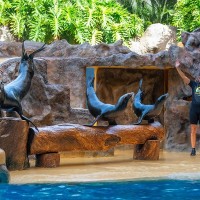 Kalifornischer Seel&ouml;we