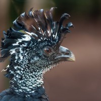 Great Curassow, Hokko
