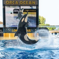 Orca
