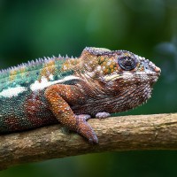 Cham&auml;leon