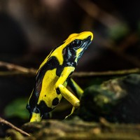 Schwarzgelber F&auml;rberfrosch