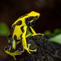 Schwarzgelber F&auml;rberfrosch