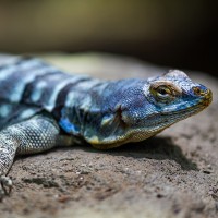 Blauer Felsen-Leguan