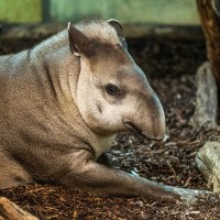 Tapir