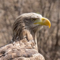 Wei&szlig;kopfseeadler