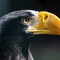 Riesenseeadler