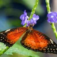 Bortenfalter, Cethosia biblis, Papilio biblis, Passionsblumenfalter