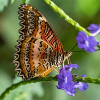 Bortenfalter, Cethosia biblis, Papilio biblis, Passionsblumenfalter