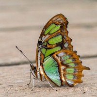 Malachitfalter, Siproeta stelenes