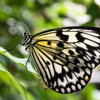 Idea leuconoe, Wei&szlig;e Baumnymphe