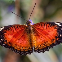 Bortenfalter, Cethosia biblis, Papilio biblis, Passionsblumenfalter