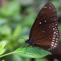 Bllaugefleckte Kr&auml;he, Euploea midamus