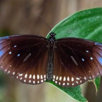 Bllaugefleckte Kr&auml;he, Euploea midamus