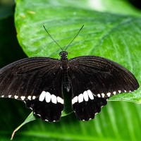 Kleiner Mormon, Papilio polytes