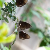 Bllaugefleckte Kr&auml;he, Euploea midamus