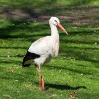 Wei&szlig;storch