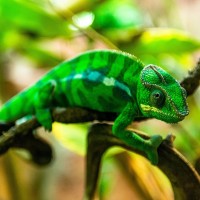 Panthercham&auml;leon