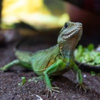 Gr&uuml;ne Wasseragame