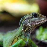 Gr&uuml;ne Wasseragame