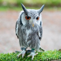 Wei&szlig;gesichteule