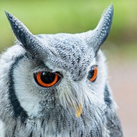 Wei&szlig;gesichteule