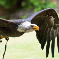 Wei&szlig;kopfseeadler