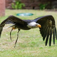 Wei&szlig;kopfseeadler