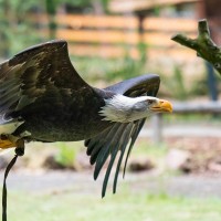 Wei&szlig;kopfseeadler