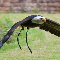 Wei&szlig;kopfseeadler