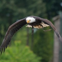 Wei&szlig;kopfseeadler