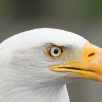 Wei&szlig;kopfseeadler