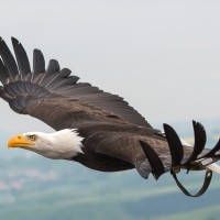 Wei&szlig;kopfseeadler