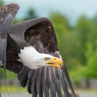 Wei&szlig;kopfseeadler