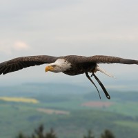 Wei&szlig;kopfseeadler