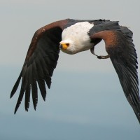 Wei&szlig;kopfseeadler
