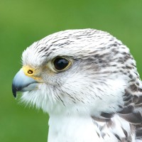 Gerfalke